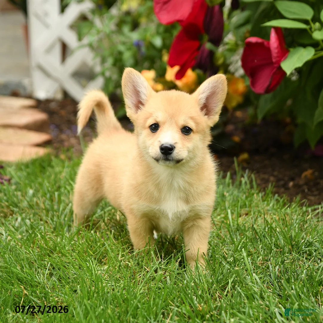 Mixed Breed dogs for sale: Lindsay - Ad 1