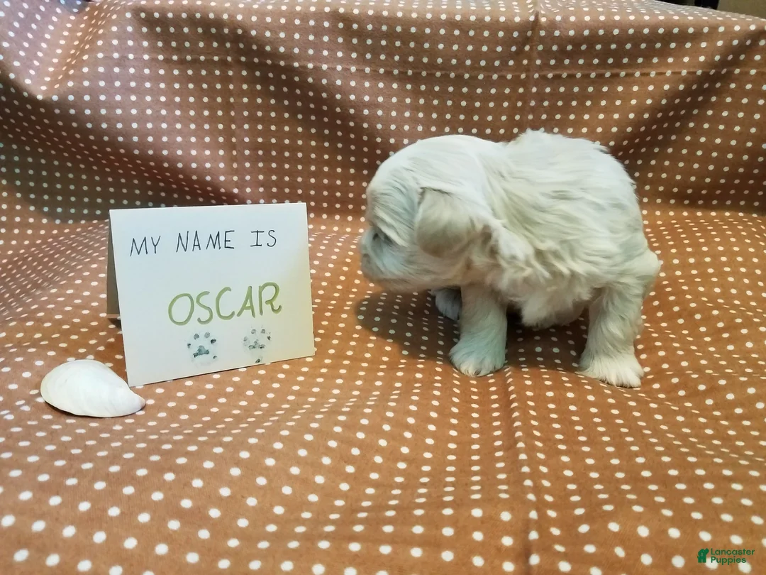 Maltipoo dogs for sale: Oscar - Ad 11