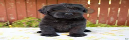 Giant Schnauzer dogs for sale: Renae - Ad 4