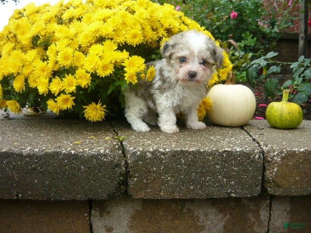 Yorkiepoo dogs Yorkiepoo 1 - Ad 2