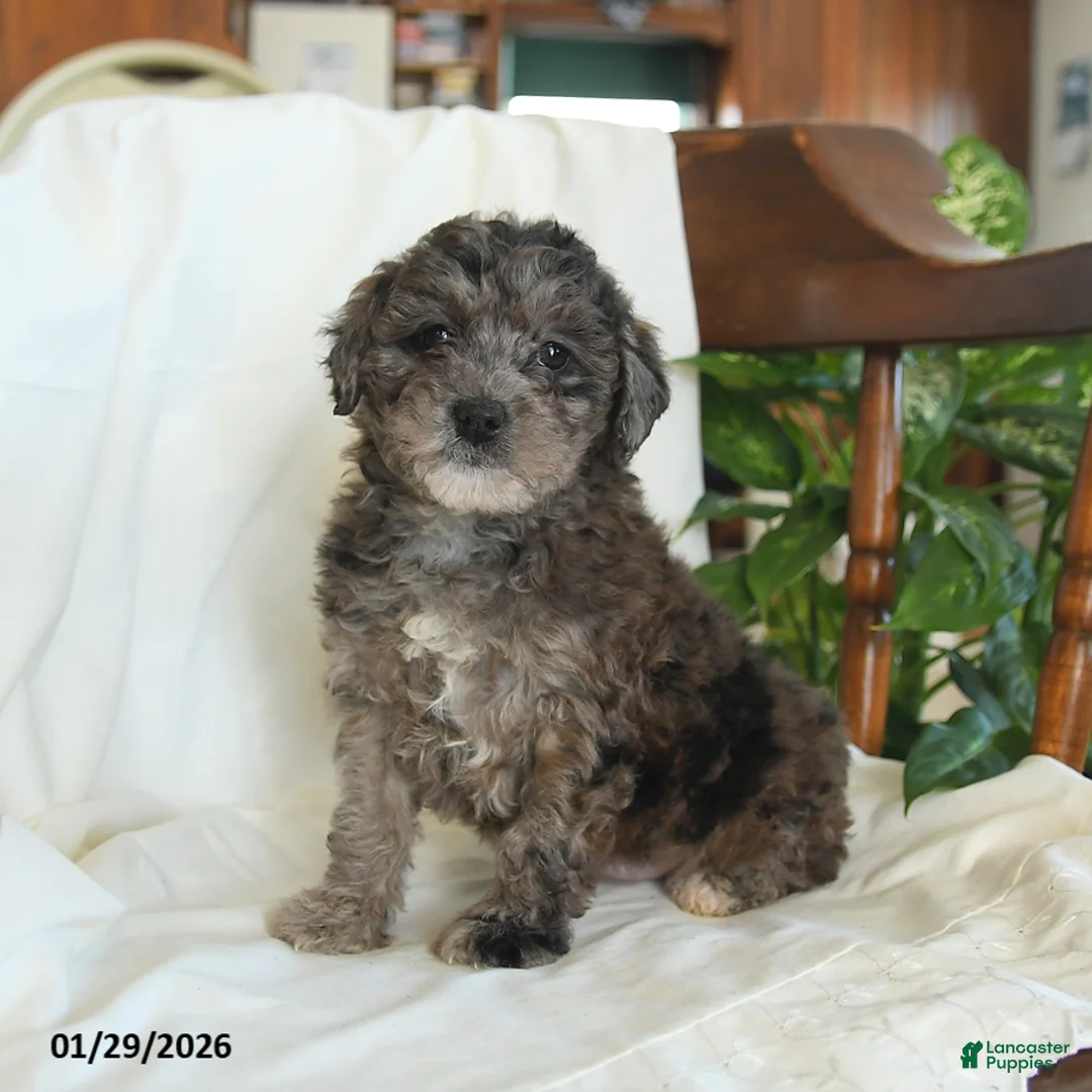 Miniature Poodle dogs for sale: June - Ad 1