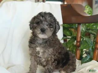 Miniature Poodle dogs June - Ad 14