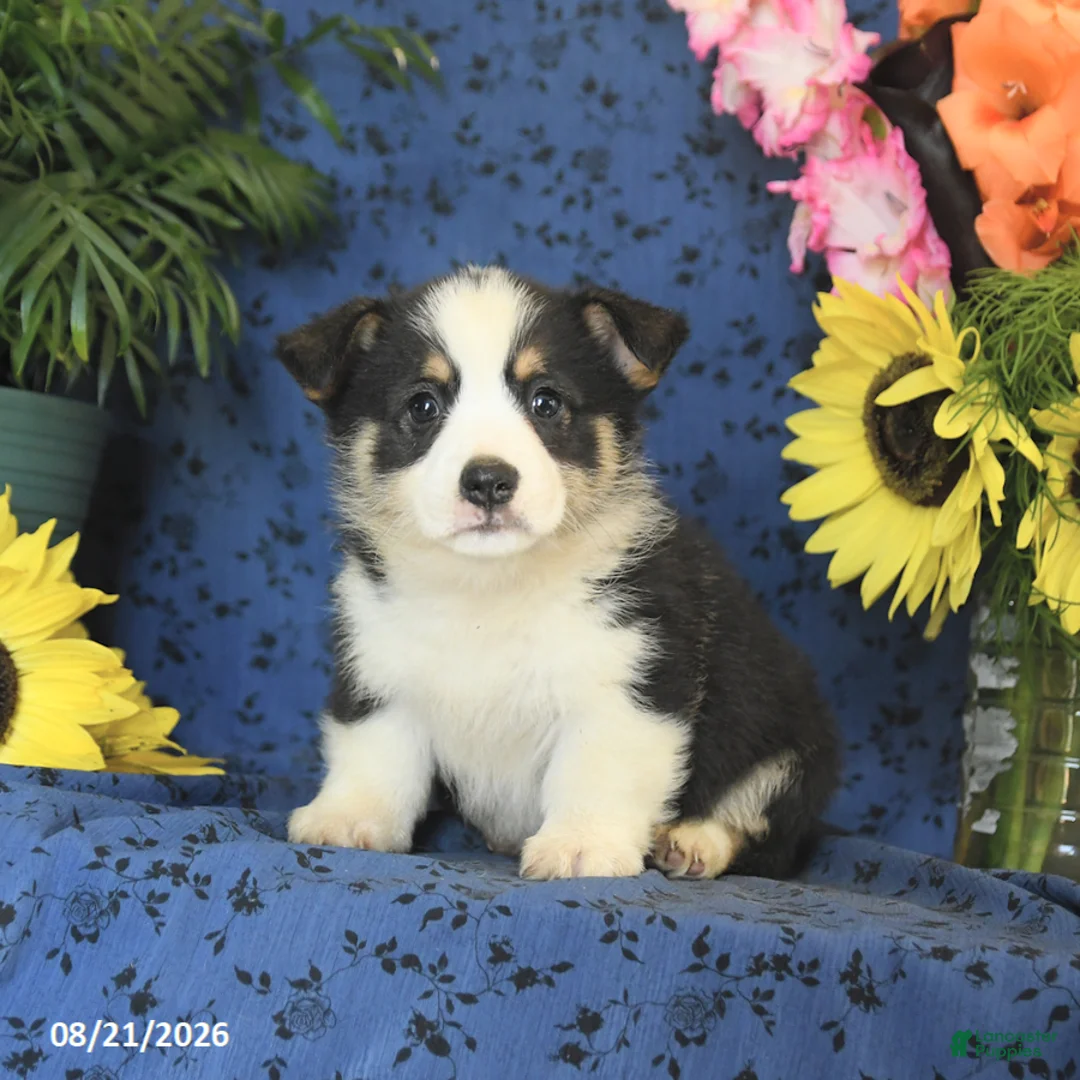 Welsh Corgi Pembroke dogs for sale: Gizmo - Ad 1