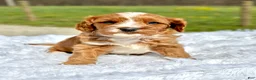 Cavapoo dogs for sale: Joey 4128 - Ad 1