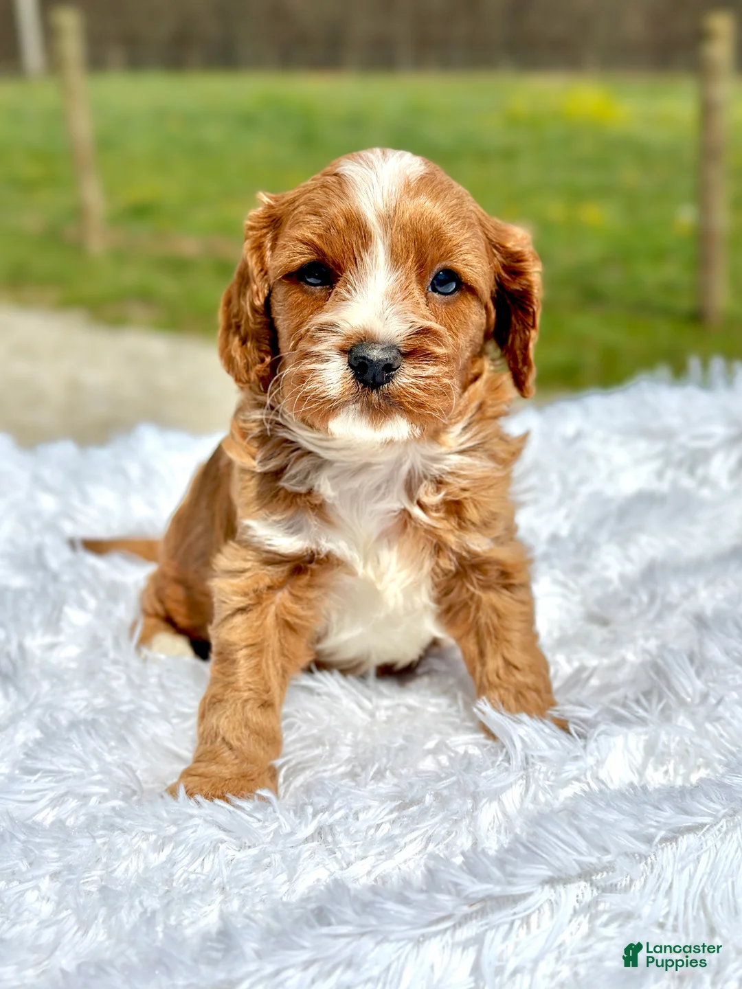 Cavapoo dogs for sale: Joey 4128 - Ad 1