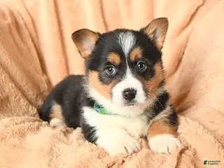 Welsh Corgi Pembroke dogs Duke - Ad 12