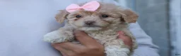 Havapoo dogs for sale: OREO - Ad 14