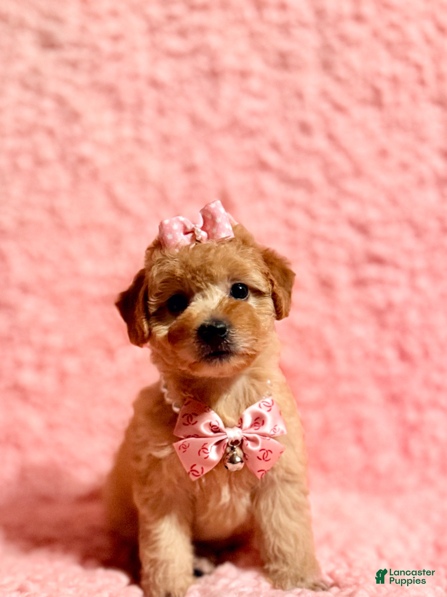 Toy Poodle dogs for sale: Precious female Poodle - Ad 3
