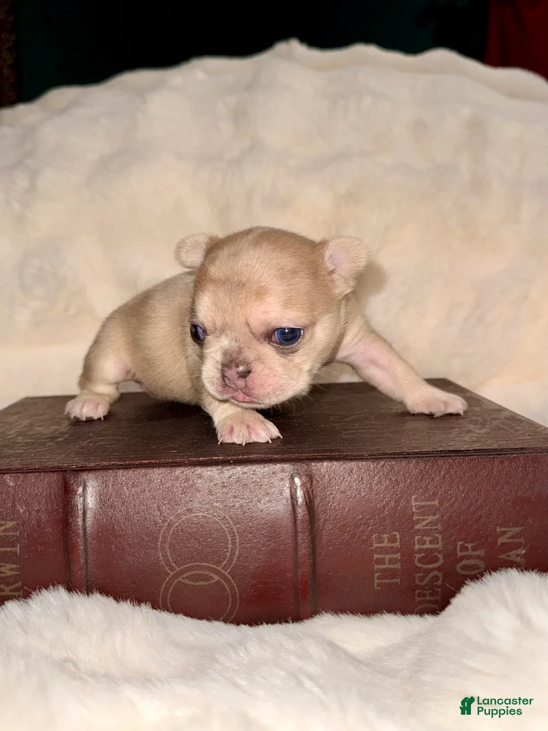 French Bulldog dogs for sale: French Bulldog Puppy 4 - Ad 2