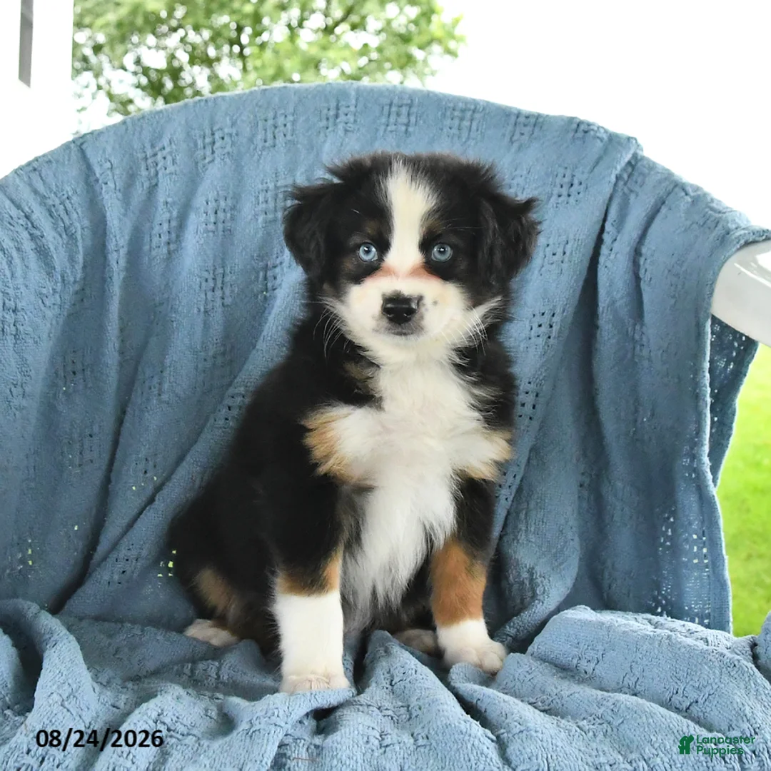 Miniature Australian Shepherd dogs for sale: Blue Boy - Ad 5