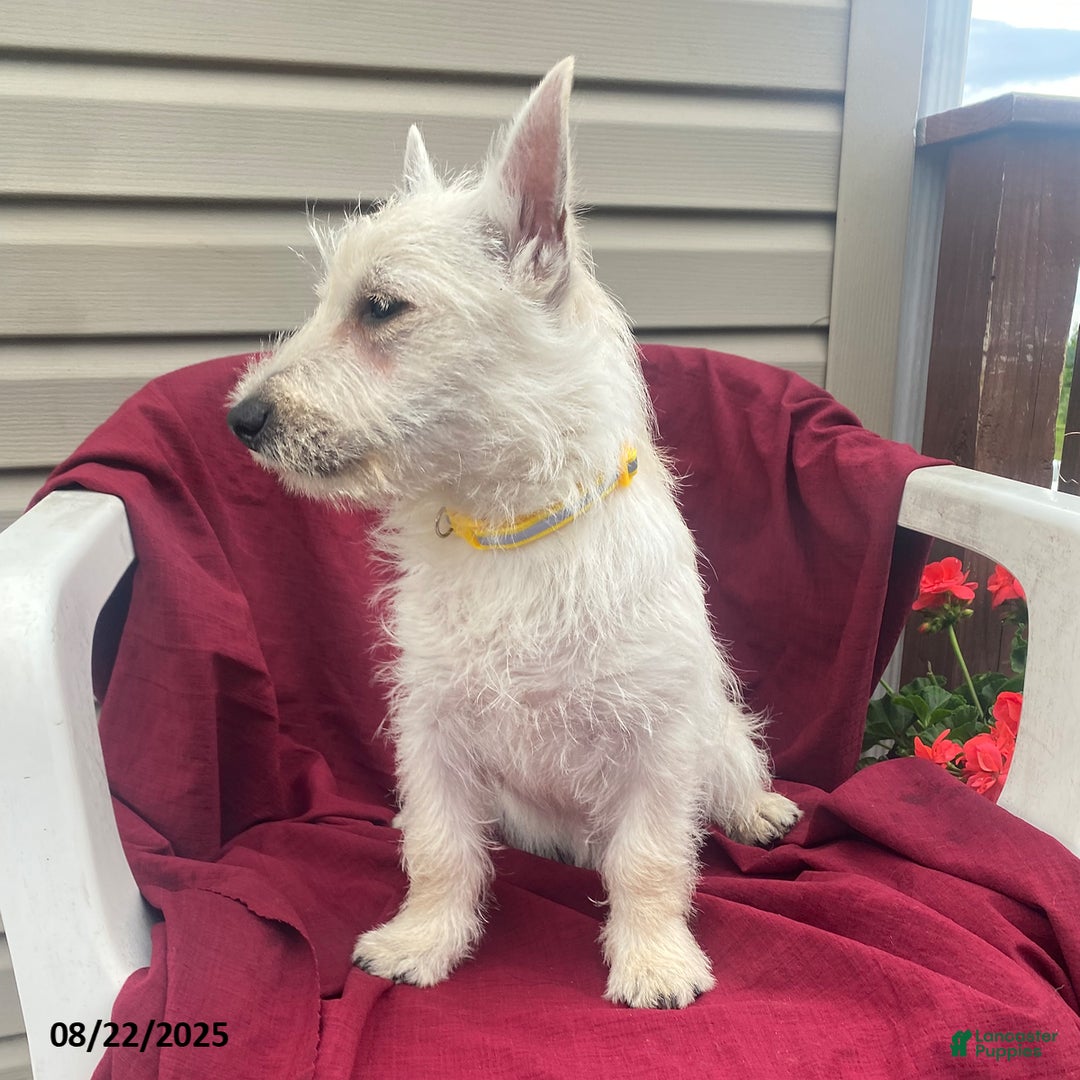 Terrier Breed West Highland White Terrier Shed West Highland White