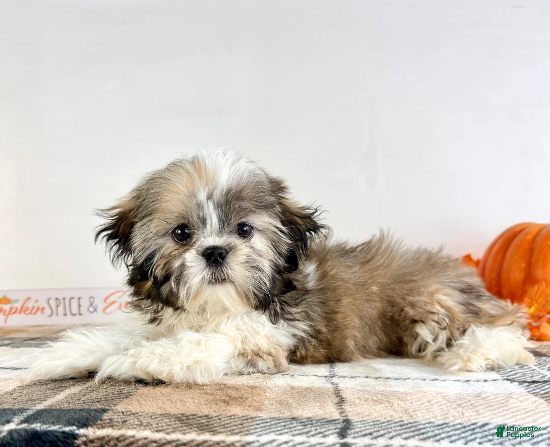 Shih Tzu dogs for sale: AKC Bentley - Ad 2