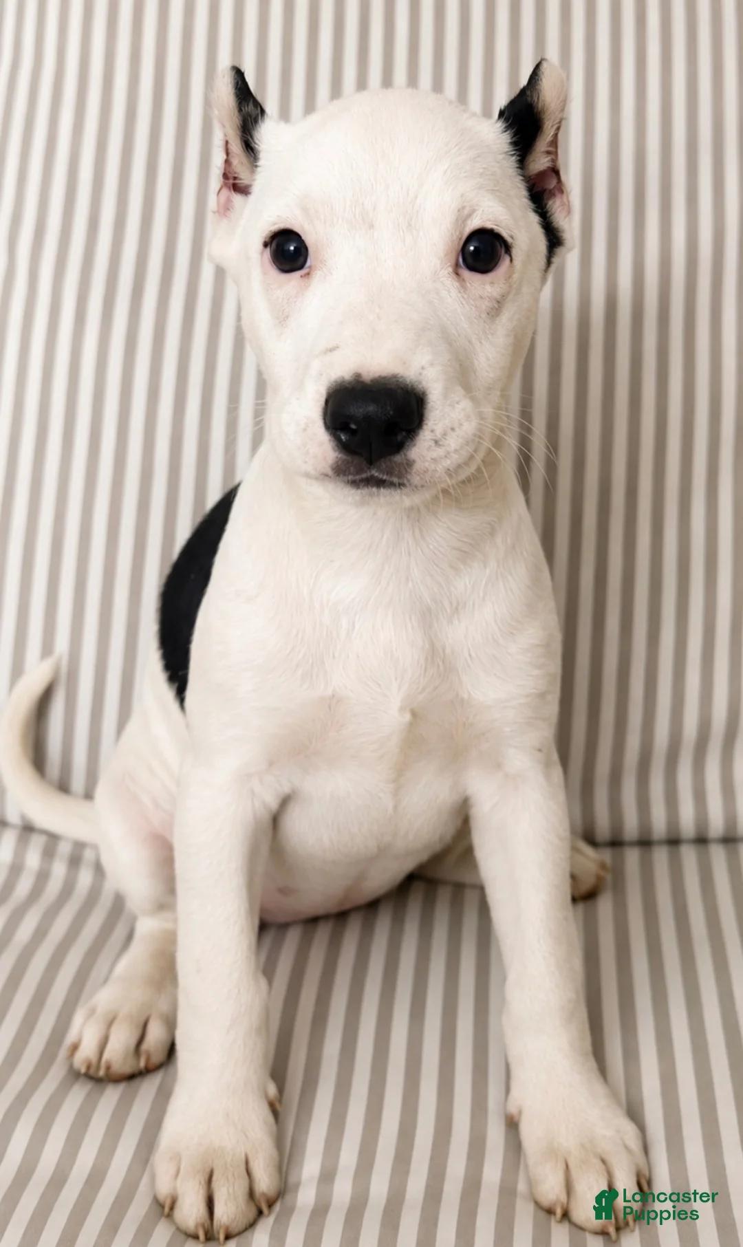 American Pit Bull Terrier dogs for sale: Vinny - Ad 4