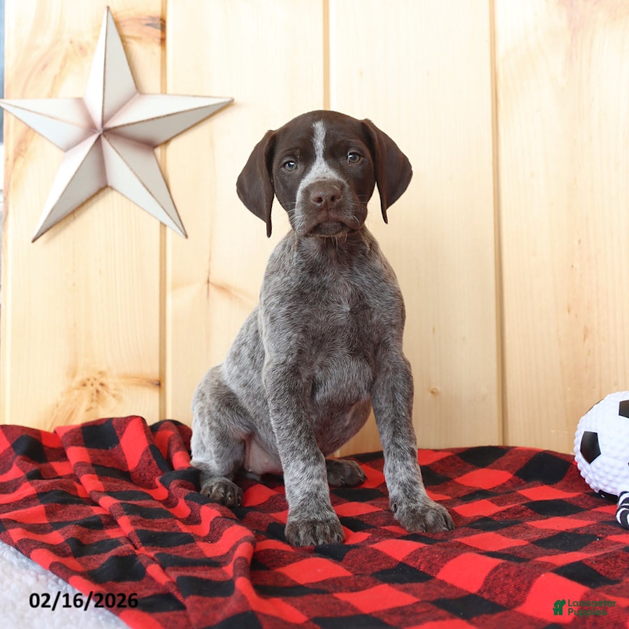 German Shorthaired Pointer dogs Bella   - Ad 1