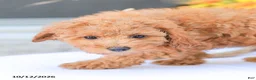 Miniature Poodle dogs for sale: Zoe - Ad 6
