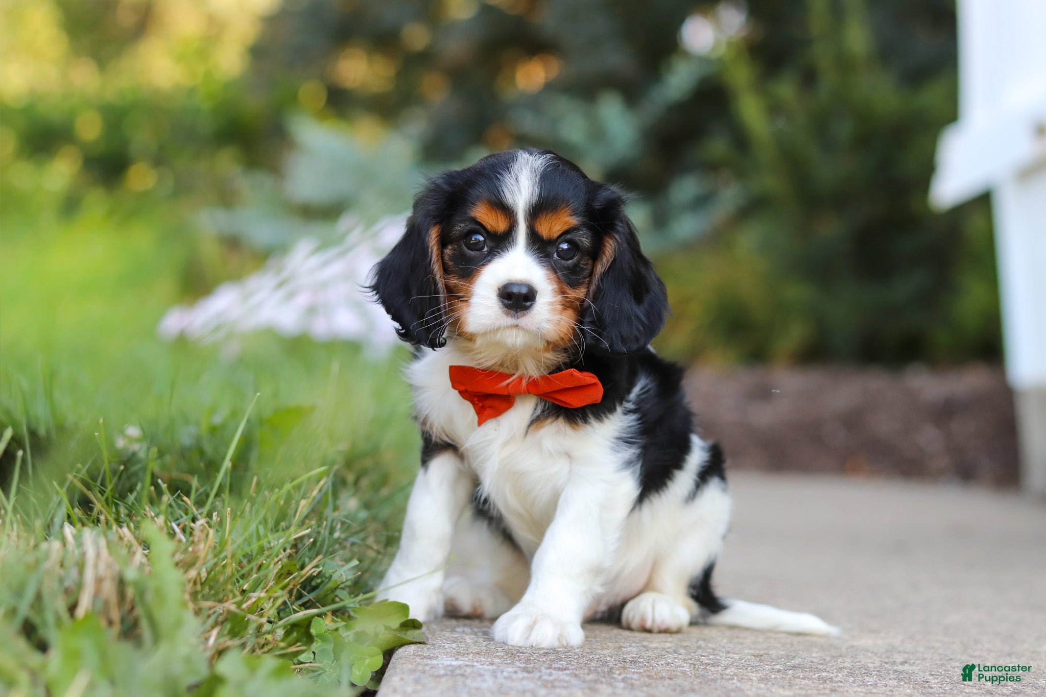 Cavalier King Charles Spaniel dogs for sale: Skylar - Ad 2