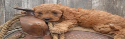 Cavapoo dogs for sale: Laine - Ad 5