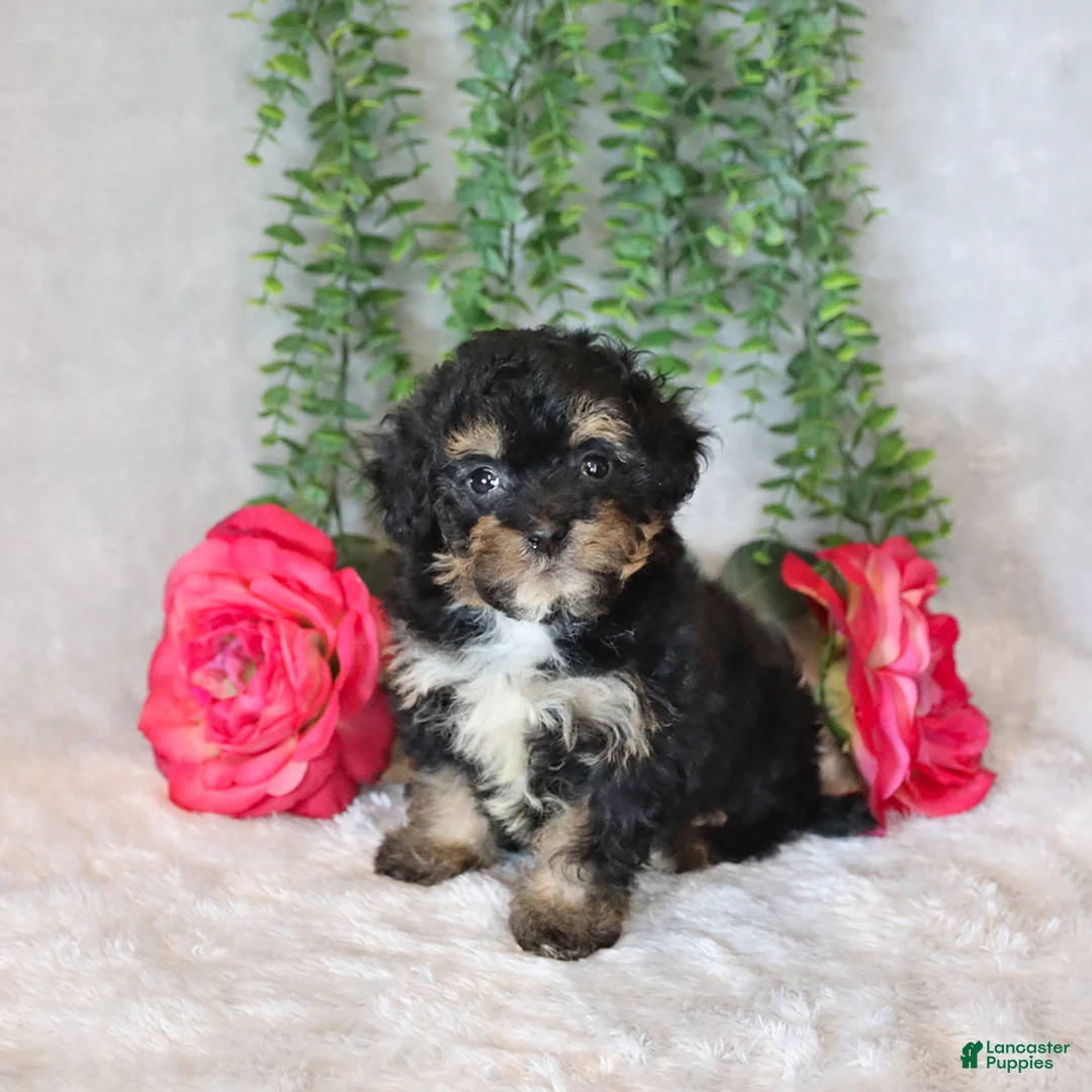 Havapoo dogs for sale: Lolly - Ad 1