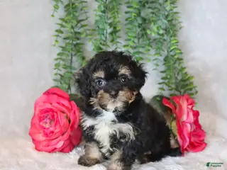 Havapoo dogs for sale: Lolly - Ad 4