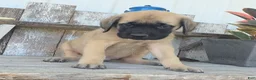 English Mastiff dogs for sale: Benjo - Ad 6