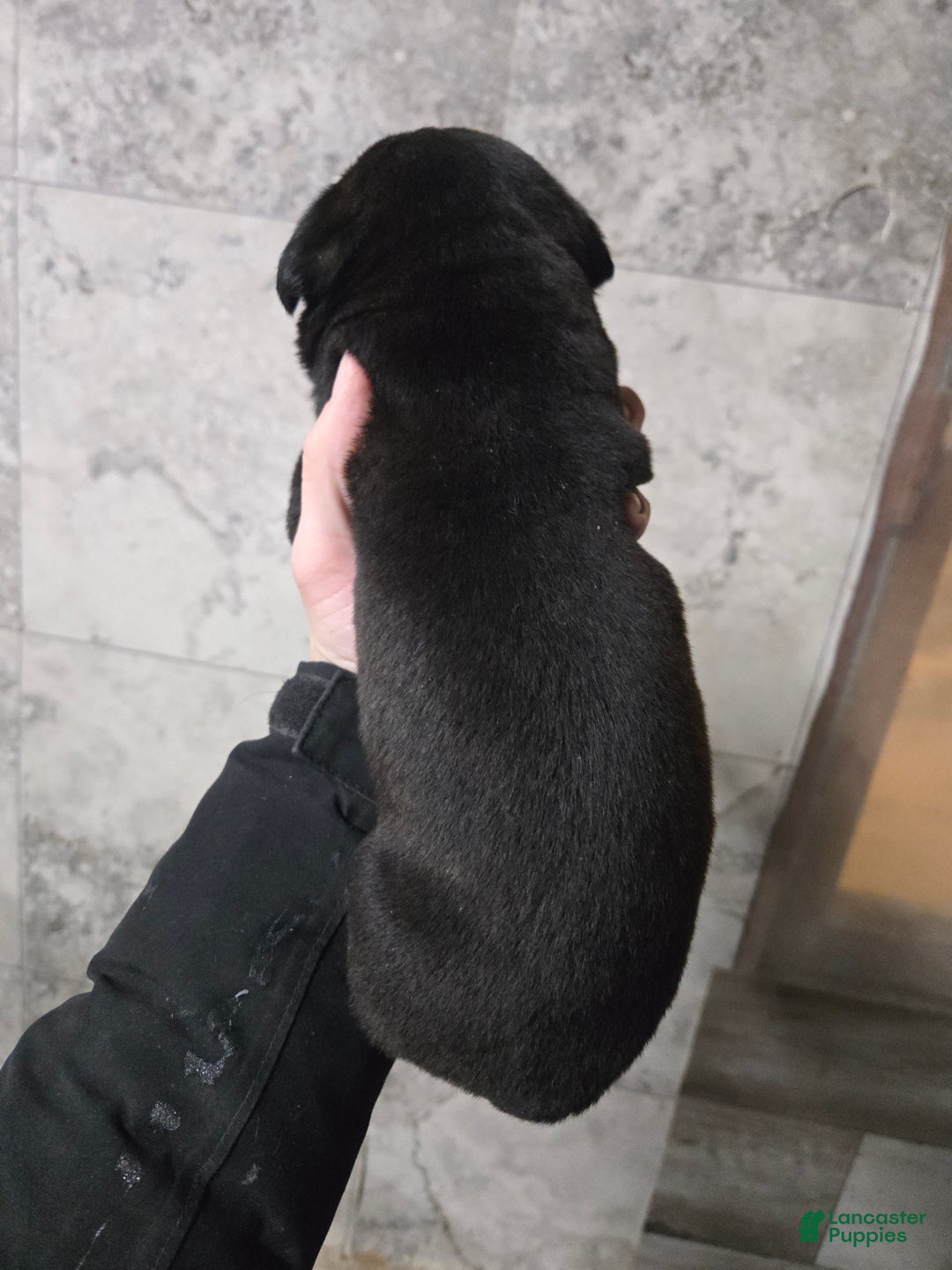 Cane Corso dogs for sale: Luigi  - Ad 5