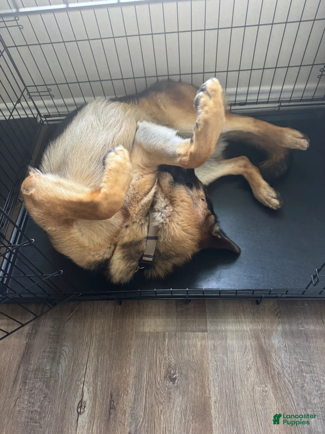 German Shepherd dogs for stud: Willie G - Ad 3