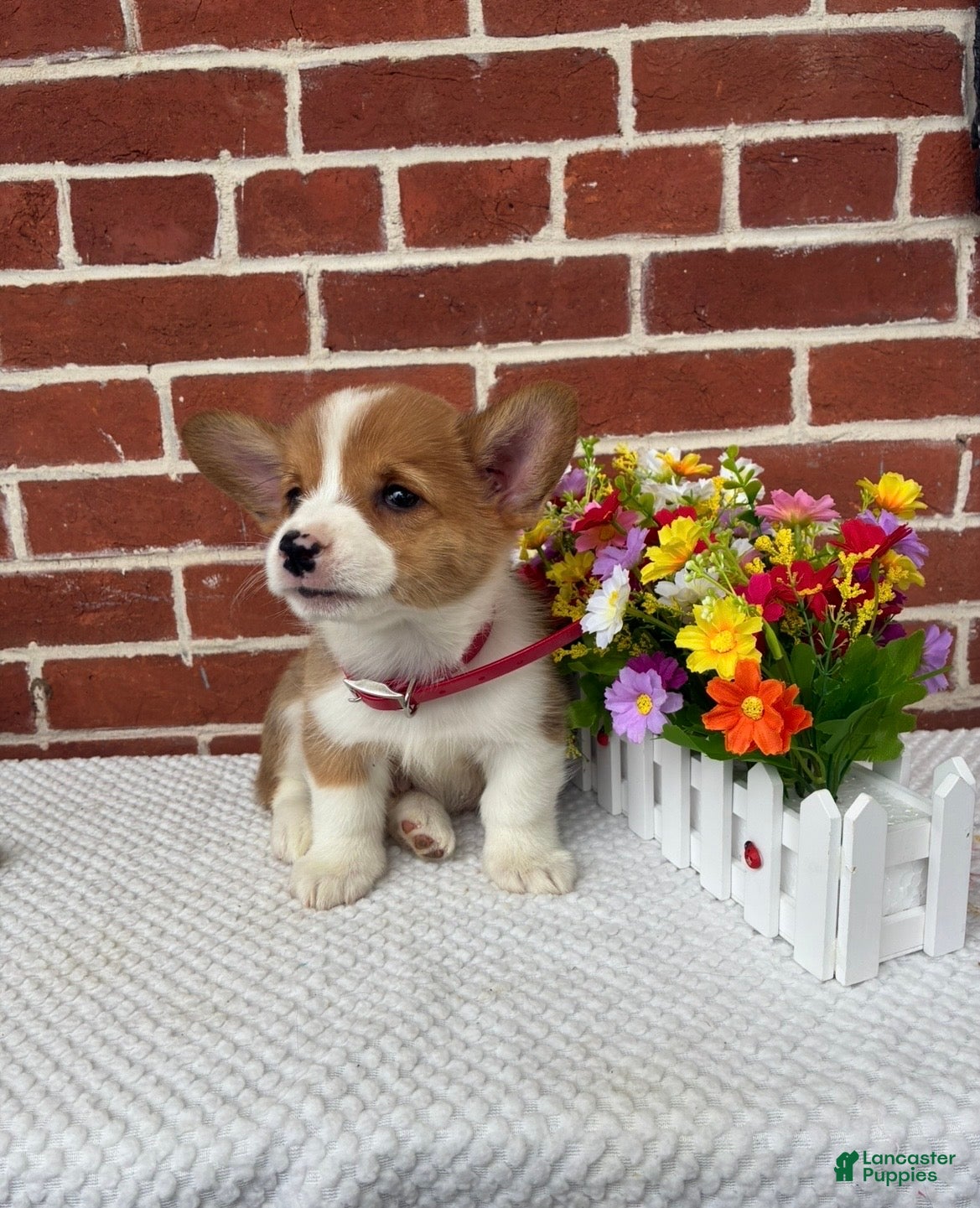 Welsh Corgi Pembroke dogs Buddy - Ad 2