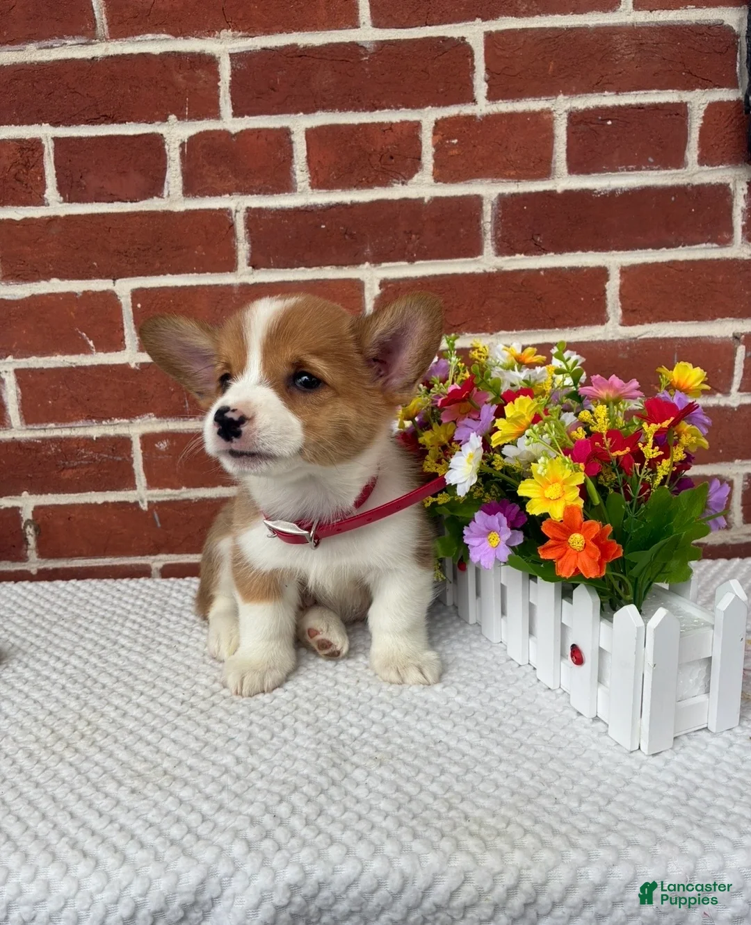 Welsh Corgi Pembroke dogs for sale: Buddy - Ad 2
