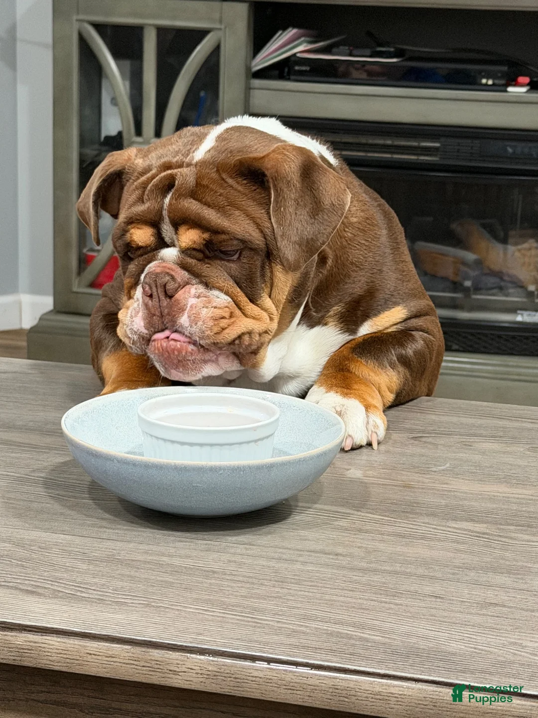 English Bulldog dogs for sale: English Bulldog 3 - Ad 4