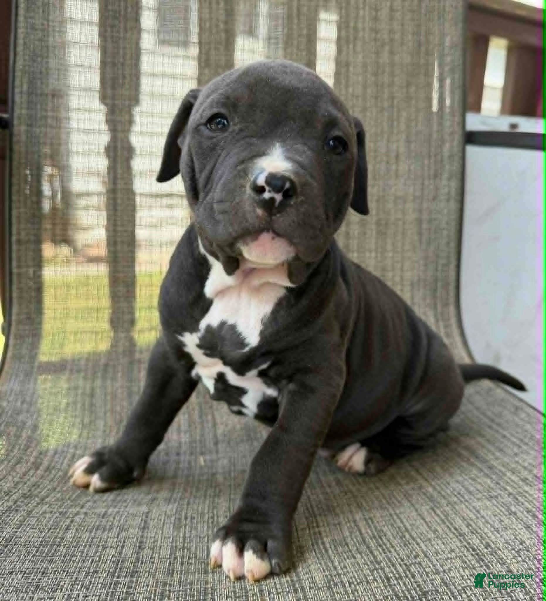 American Bully dogs for sale: Onyx - Ad 8