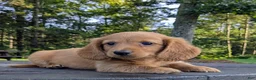 Dachshund dogs for sale: Copper - Ad 6