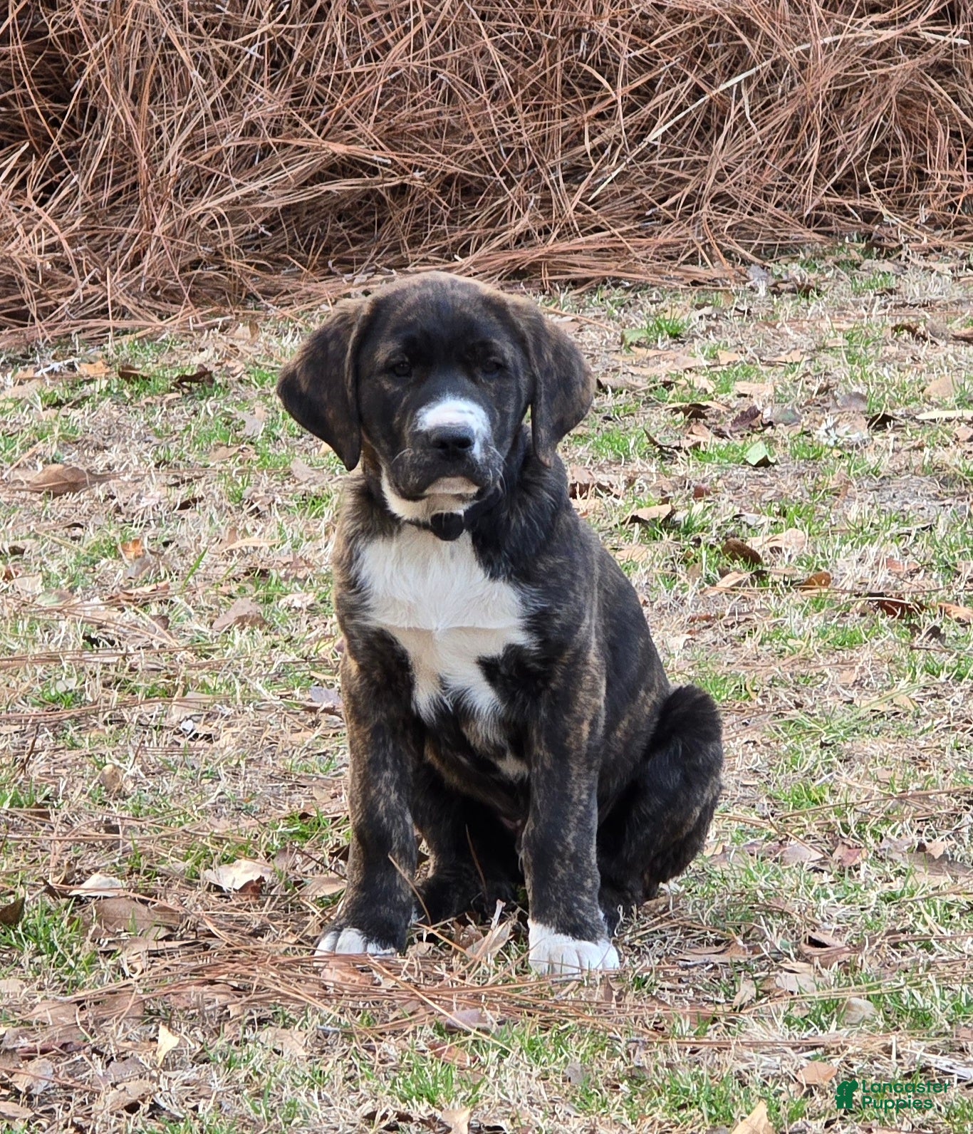 Mixed Breed dogs Mixed Breed Puppy 1 - Ad 17