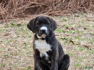 Mixed Breed dogs Mixed Breed Puppy 1 - Ad 17