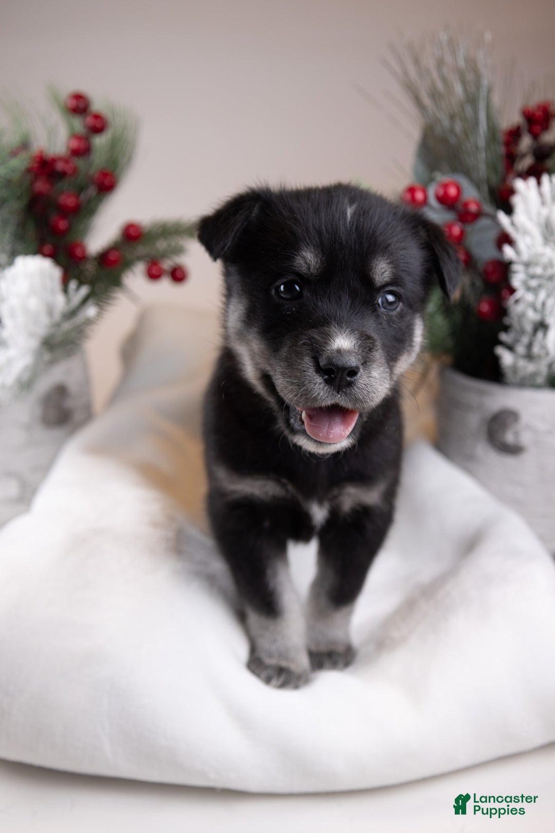 Goberian dogs for sale: Tundra - Ad 3