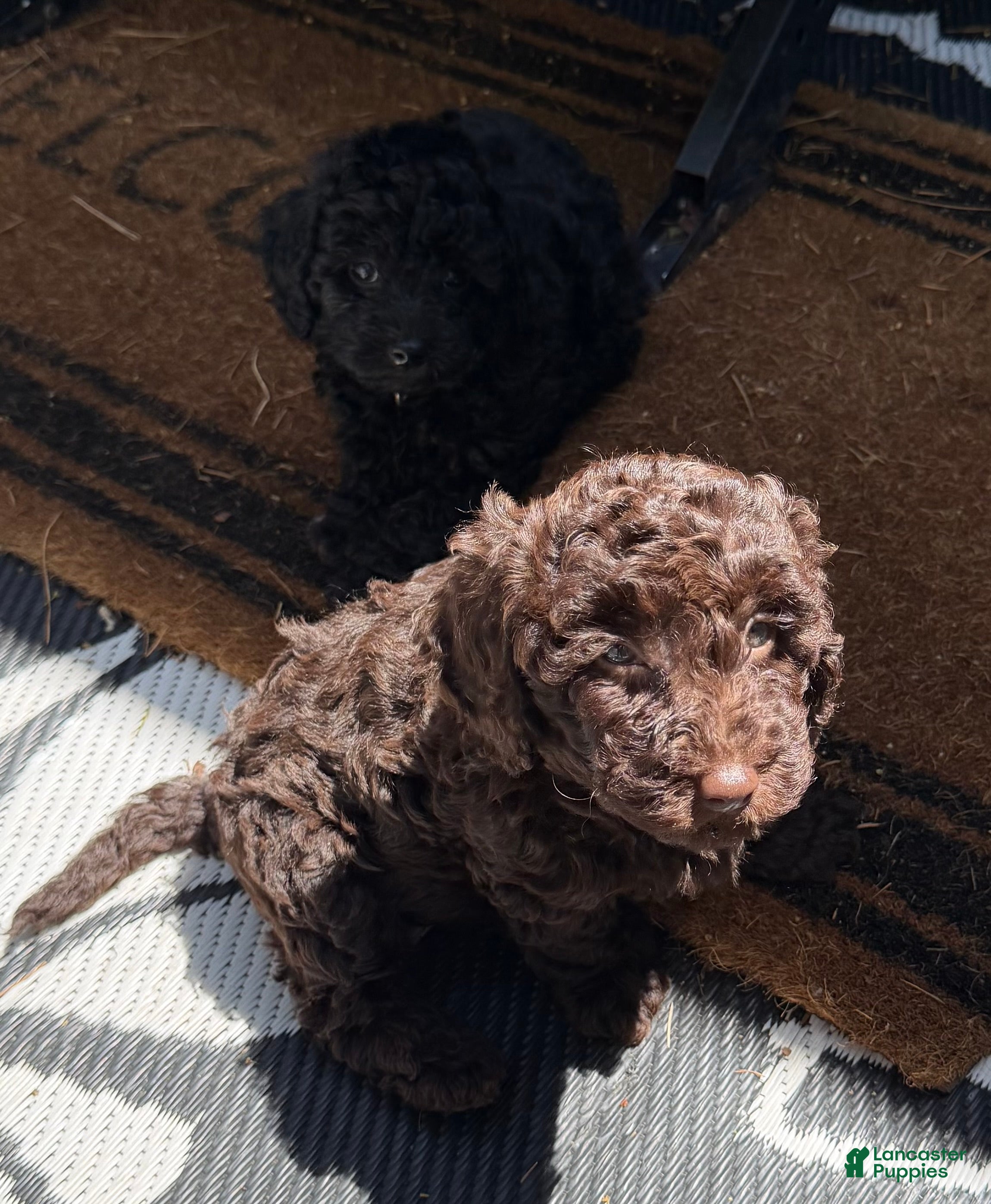 Miniature Poodle dogs Miniature Poodle Puppy 1 - Ad 2
