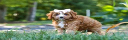 Cavapoo dogs for sale: Liberty - Ad 3