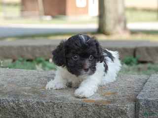 Mixed Breed dogs - Ad 13