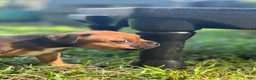 Staffordshire Bull Terrier dogs for sale: Doriane - Ad 7