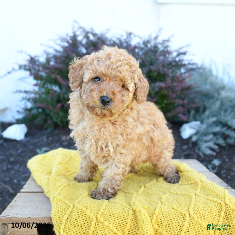 Toy Poodle dogs Elias - Ad 1