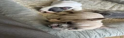 French Bulldog dogs for sale: French Bulldog 3 - Ad 2
