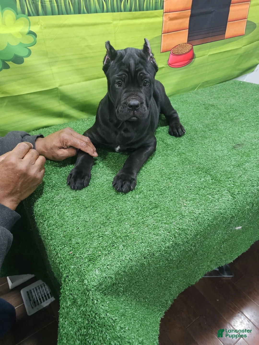 Cane Corso dogs for sale: GIZZEL - Ad 3
