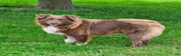 Mixed Breed dogs for sale: Willow - Ad 5