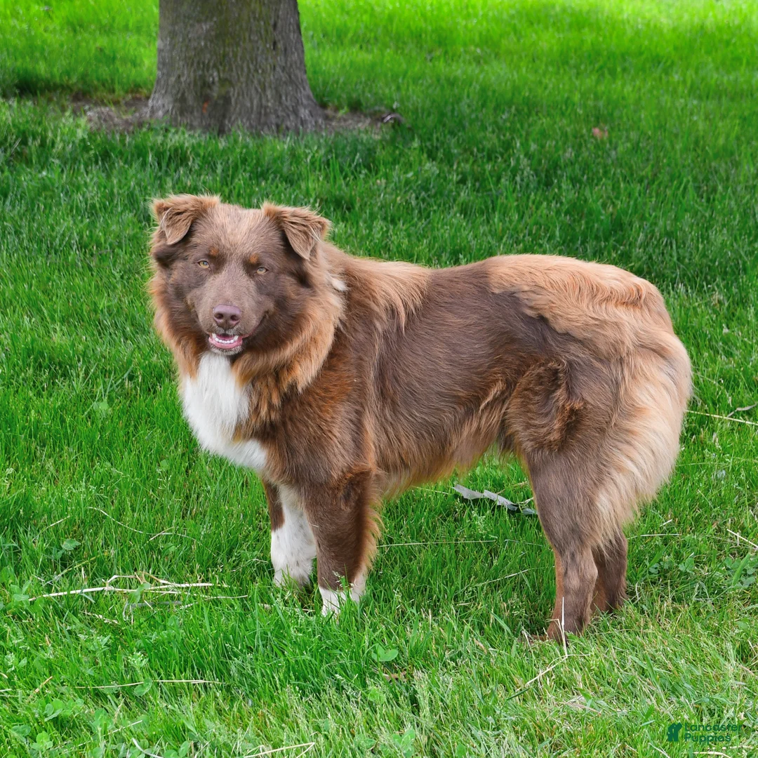 Mixed Breed dogs for sale: Willow - Ad 5