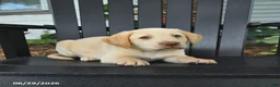 Labrador Retriever dogs for sale: Satin - Ad 4