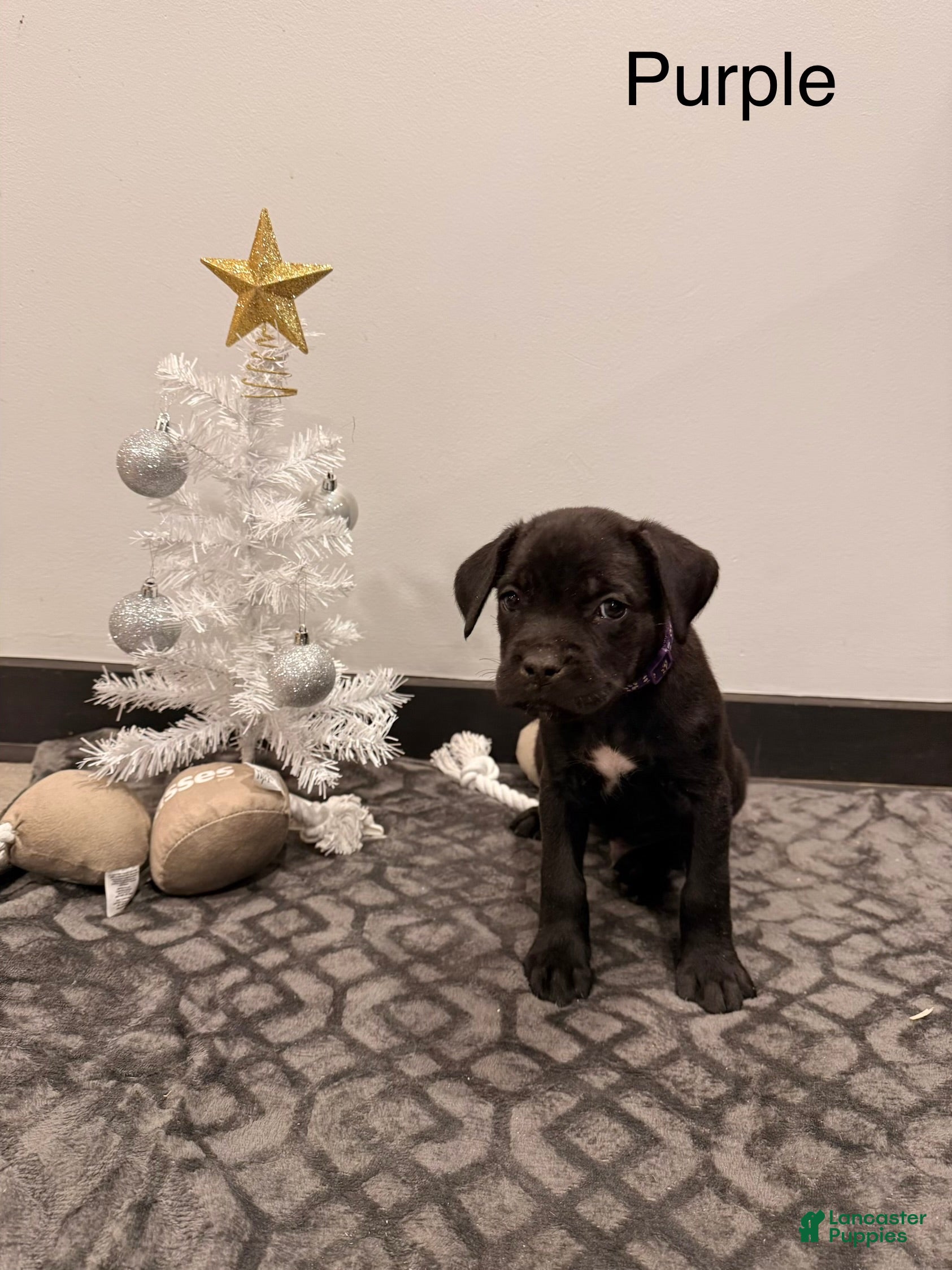 Cane Corso dogs Kaos (Purple) - Ad 20