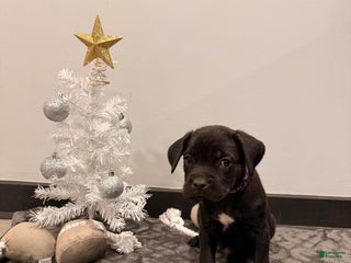 Cane Corso dogs Kaos (Purple) - Ad 4