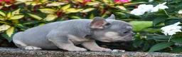French Bulldog dogs for sale: Roxie🌸 - Ad 5
