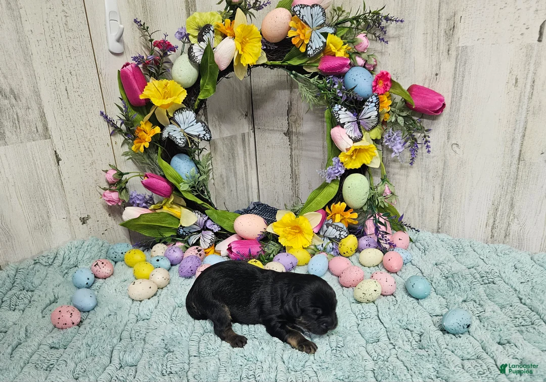 Cavapoo dogs for sale: F1 Rainy - Ad 2