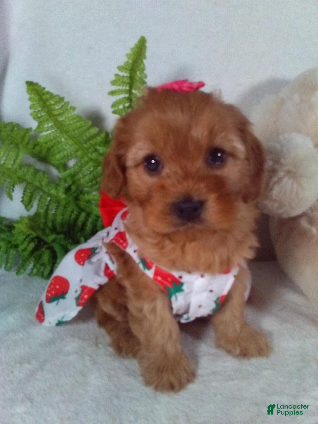Cavapoo dogs for sale: Jewel - Ad 2