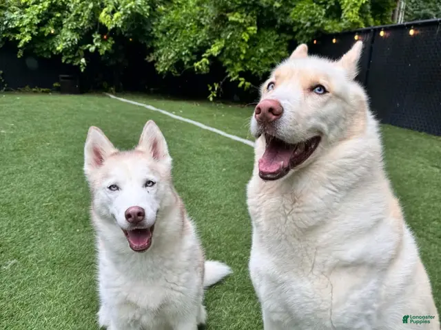 Siberian Husky dogs for sale: Axel & Zelda - Ad 5